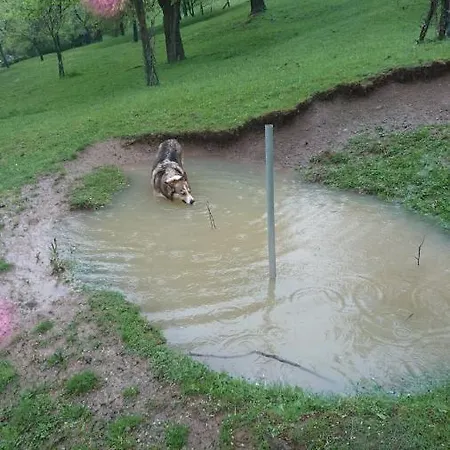 Chalupa Na Samote U Lesa * Provodov (Zlin)