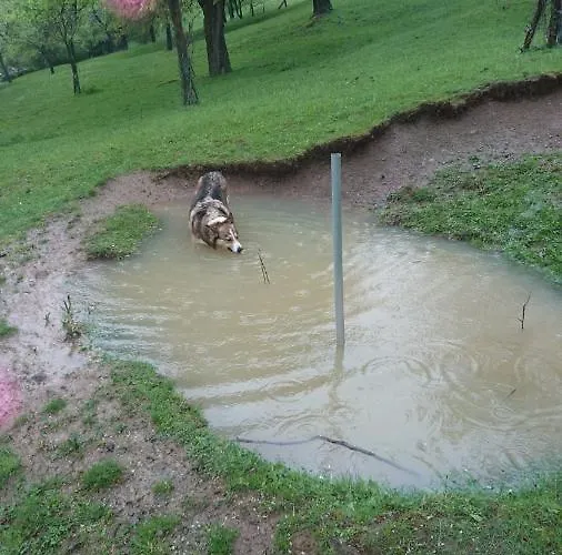 Chalupa Na Samote U Lesa * Provodov (Zlin)